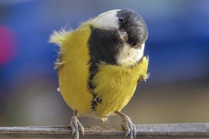 Вильфанд предупредил россиян об аномальном холоде