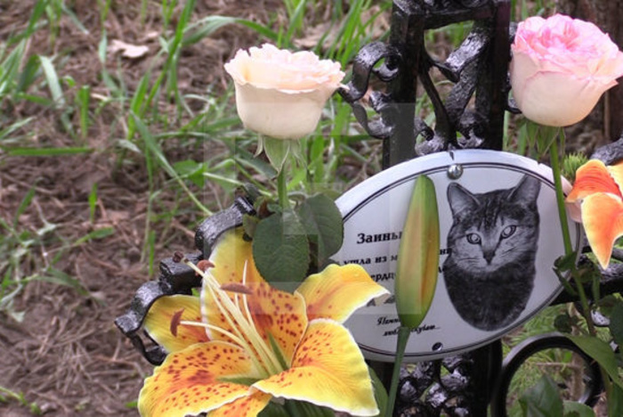 Полиция демонтировала памятник умершей кошке у мемориала погибшим морякам ВОВ