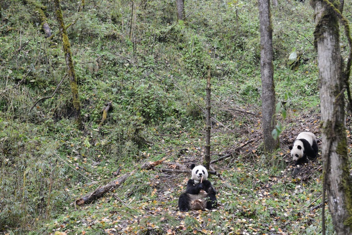В Китае выращенный в заповеднике самец панды умер через два месяца на воле