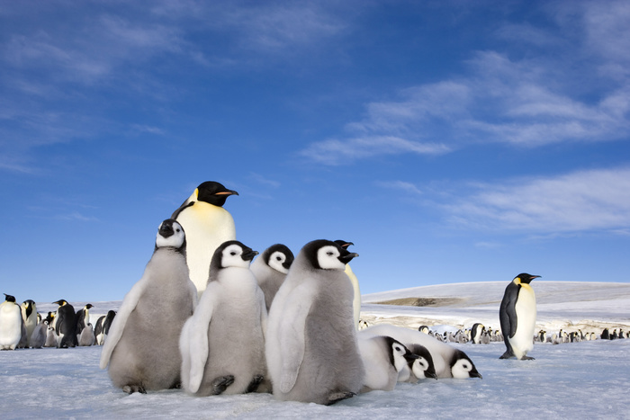 В Антарктиде погибли 36 000 птенцов пингвинов