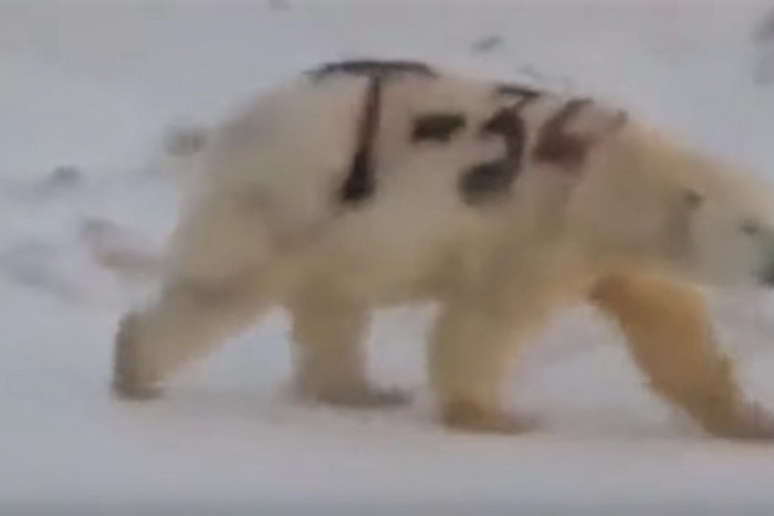 Ученые ищут белого медведя с надписью «Т-34» на боку