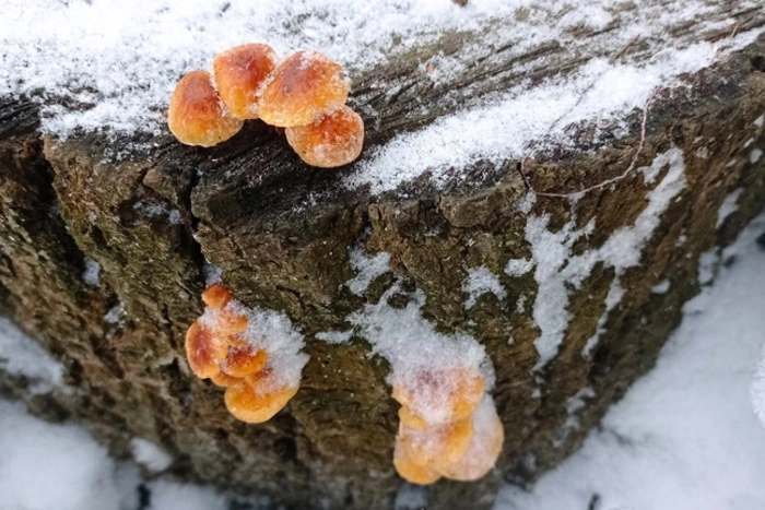 В Екатеринбурге в -8 градусов пошли грибы