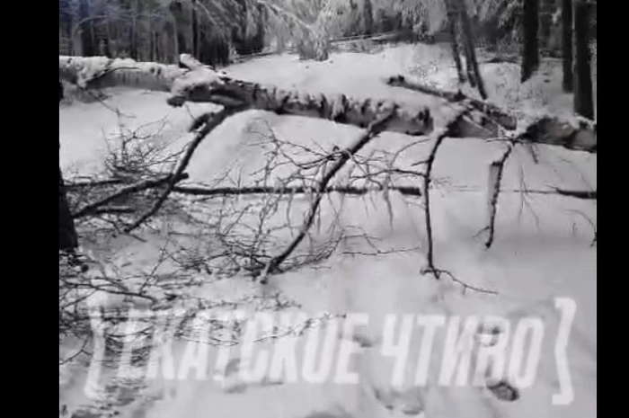 Водителям пришлось разрубать деревья: Чусовской тракт встал в пробку