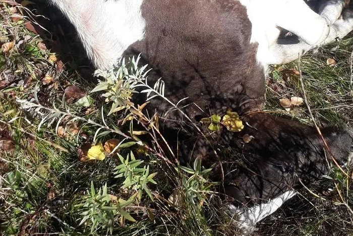 В ЕАО владельцы расстрелянных коров предположили, кто мог это сделать