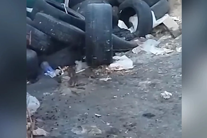 Екатеринбуржцы вновь пожаловались на жирных крыс