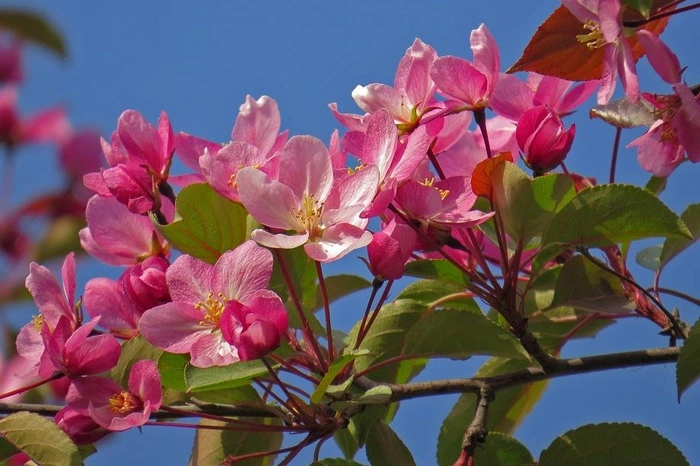 В Екатеринбурге пересадили 70-летнюю яблоню, попадавшую в зону застройки (ФОТО)