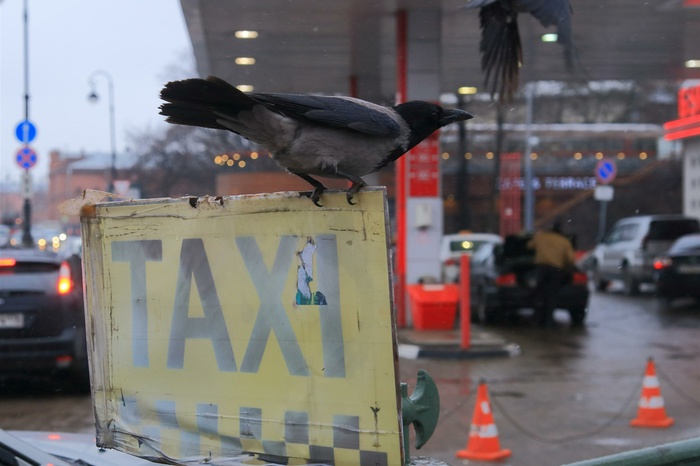 Угонщик в Петербурге вызвал такси для ограбленной им женщины-водителя