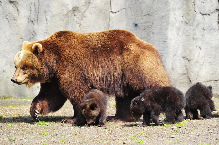 В Екатеринбургском зоопарке медведи возвращаются в берлоги с евроремонтом