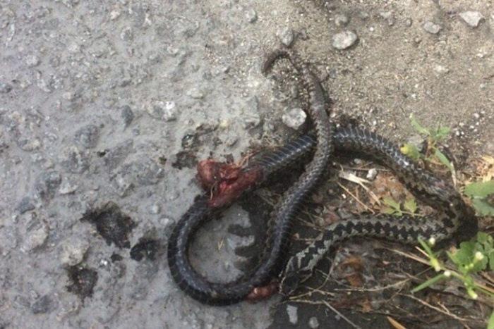 В центре Екатеринбурга нашли мертвую ядовитую змею