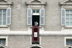 Ястреб Сильвия будет защищать голубей мира от хищных птиц