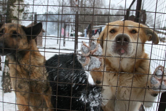 На отлов четырех тысяч бездомных собак в Екатеринбурге потратят более 32 млн руб