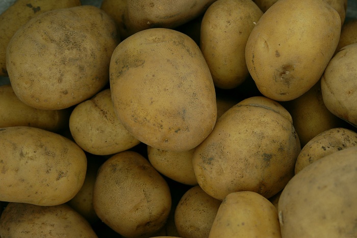 В Свердловской области остается неубранной треть картофеля