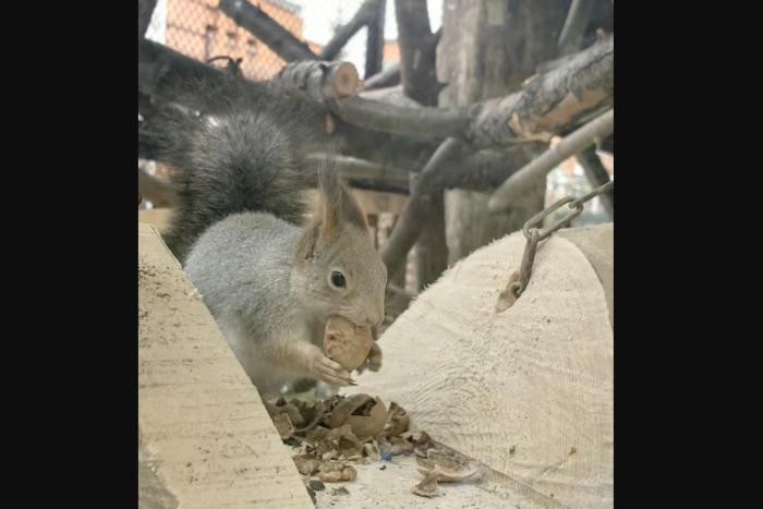 В новый вольер Екатеринбургского зоопарка заселились белки
