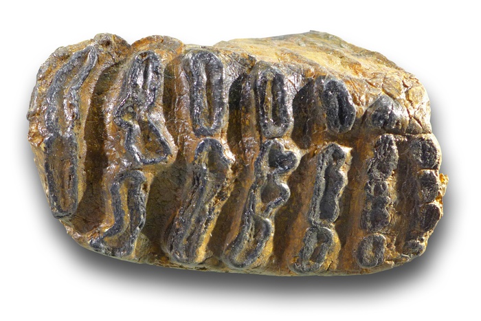 Палеонтологи нашли в Пермском крае кости гигантского степного мамонта