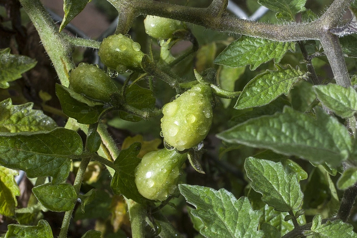 Назван размер ущерба России от «помидорной войны» с Турцией
