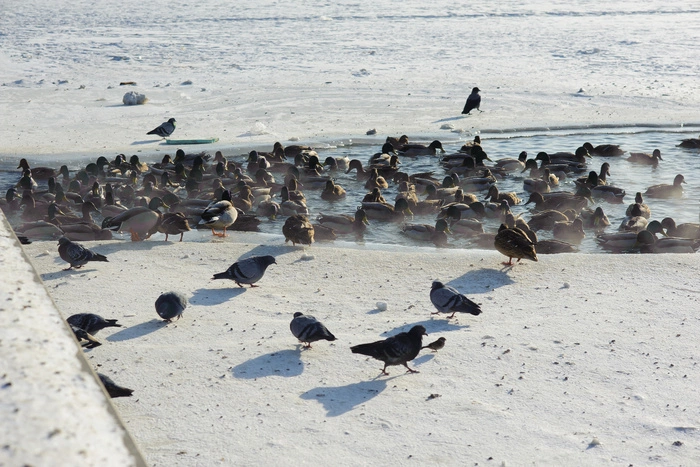 Четверо рыбаков эвакуированы с отколовшейся на водохранилище на Урале