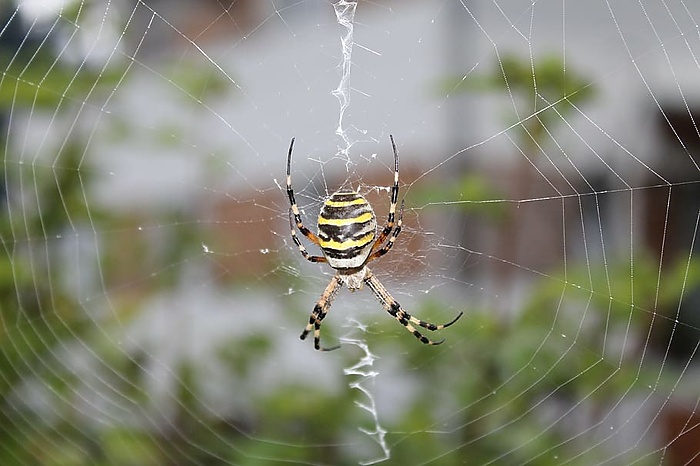 Паука-осу, о которых «трубят» федеральные СМИ, заметили на Урале