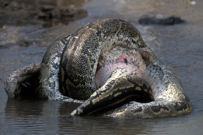 Гигантский питон проглотил домохозяйку