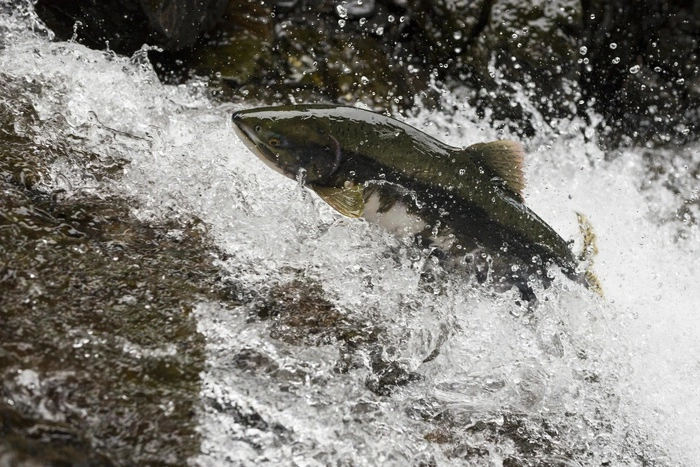 Цены на красную рыбу в России начали снижаться из-за рекордного улова