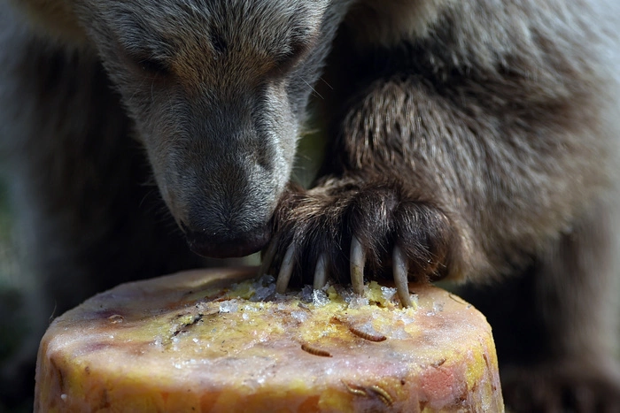 Трагедия на Камчатке: мальчик защитил младшего брата от медведя и погиб