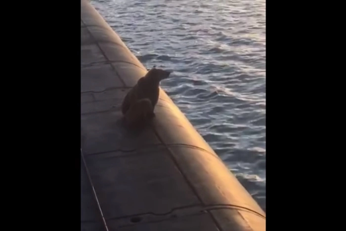 На подлодке ВМФ России застрелили медведицу с медвежонком, проникших на АПЛ в поисках еды