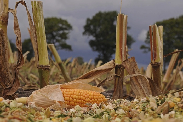 Мигранты, напавшие на водителя и его бабушку под Миассом, оказались охранниками