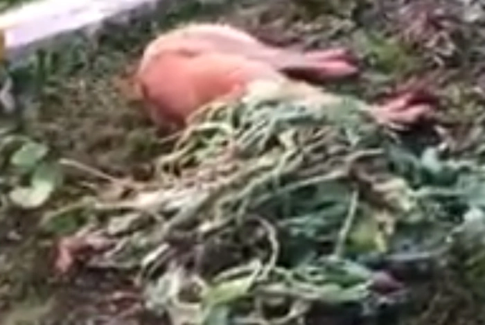 В Березовском мужчина топором изрубил пса, подравшегося с его собакой