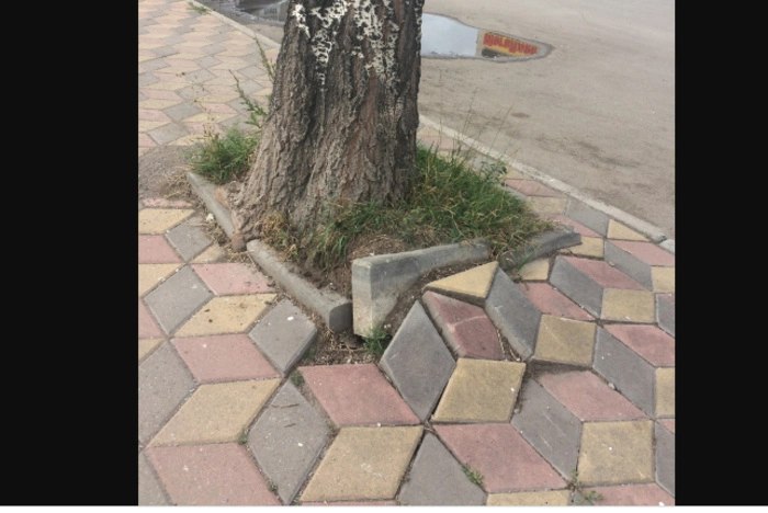 СМИ: Пирамидальные тополя массово гибнут в свердловском городе от уличного благоустройства