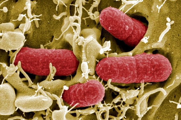 Кишечные бактерии влияют на развитие сердечно-сосудистых болезней