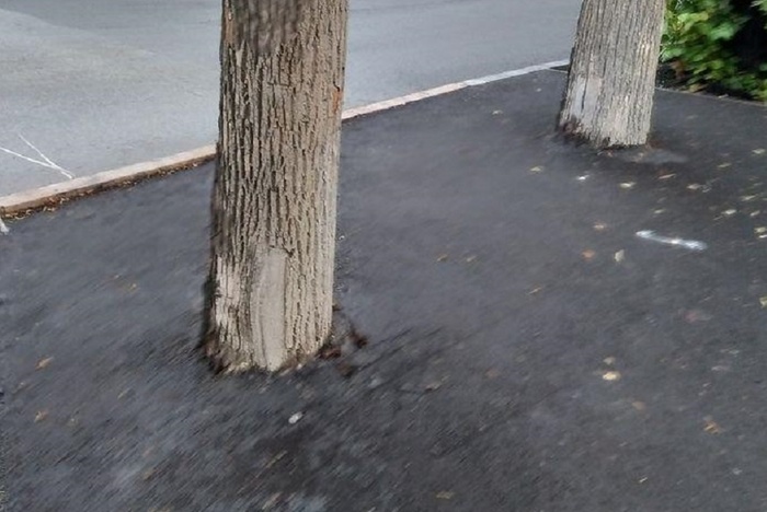 В Екатеринбурге дорожники закатали деревья в асфальт
