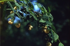 В Екатеринбурге высадят яблони, липы и дубы