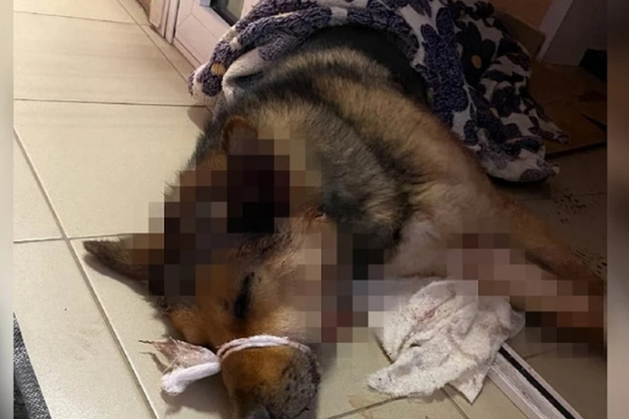 Спасённая на трассе под Екатеринбургом собака впала в кому