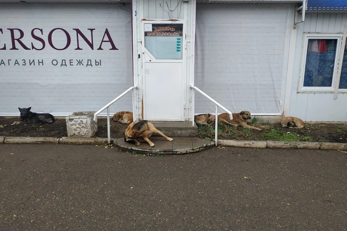 Депутат Госдумы оскорбил журналистов уральского СМИ, назвав редакцию «обкурившимися идиотами»