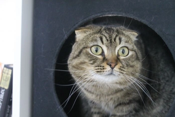 Заключенным в Екатеринбурге не разрешали заводить котов в тюрьме