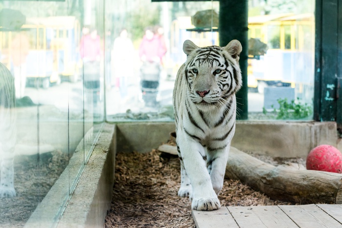 В Тбилиси убили напавшего на рабочего белого тигра