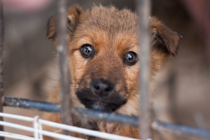 «Жестокость поражает»: в уральском приюте трупы животных лежали в вольерах с живыми собаками