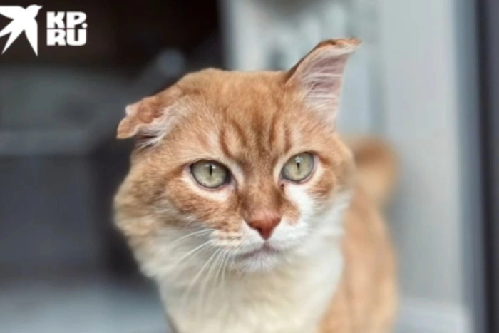 Полиция продолжает проверку по делу кота Сени из Режа