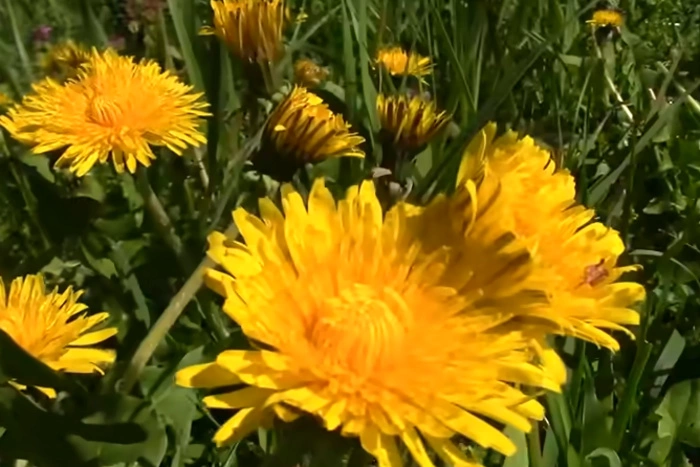 Зоопарк Екатеринбурга объявил о приеме одуванчиков