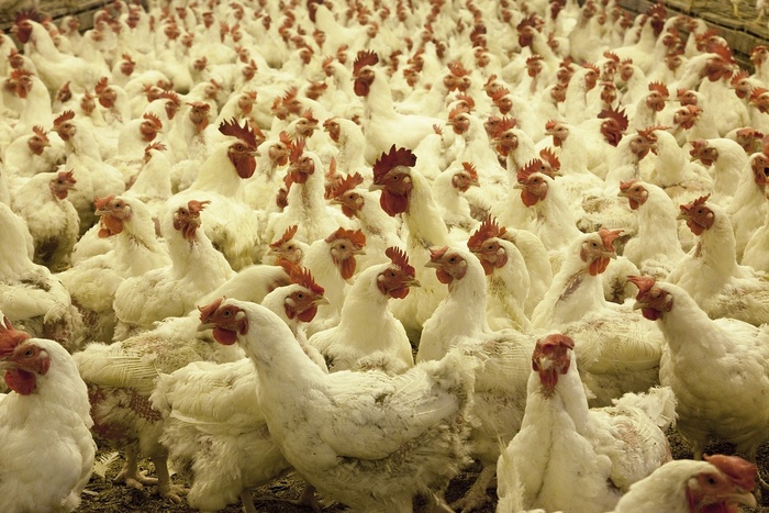 Птичий грипп зафиксирован в 10 префектурах Японии, уничтожено 2,5 миллиона кур