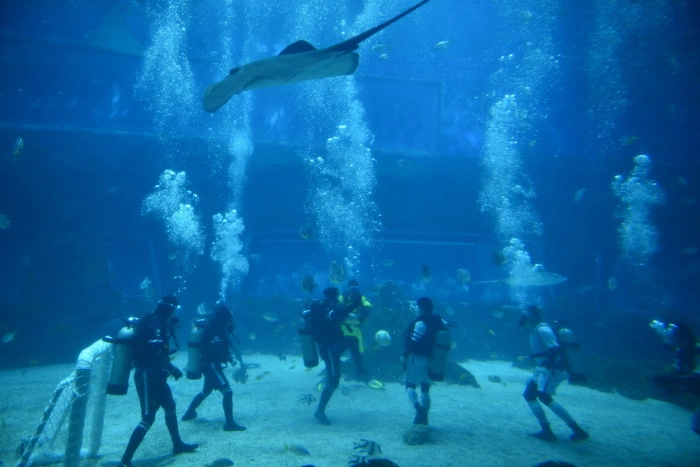 Скат убил дайвера-ветерана в закрытом сингапурском океанариуме