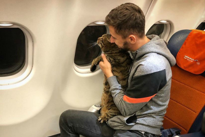 «Аэрофлот» лишил бонусных миль пассажира за перевозку кота в салоне самолета