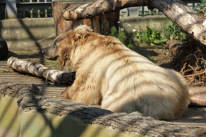 Специалисты показали, как обитатели екатеринбургского зоопарка спасаются от жары
