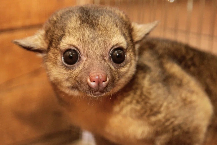 У «медовых медведей» кинкажу в Екатеринбургском зоопарке родился Лорд
