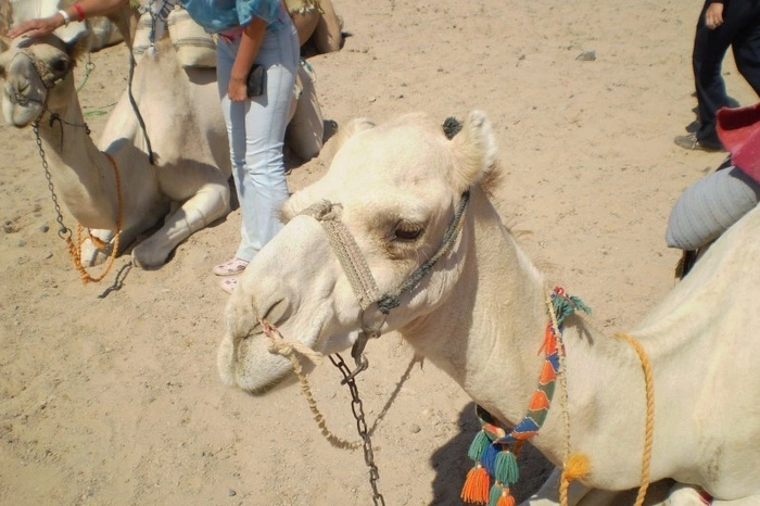 В ТРЦ Екатеринбурга араб припарковал верблюда