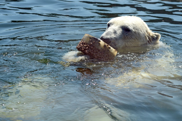 Животных в екатеринбургском зоопарке спасают от жары