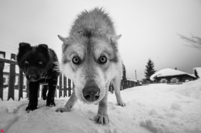 «ЗООзащита» приглашает жителей Екатеринбурга на прогулку с бездомными животными