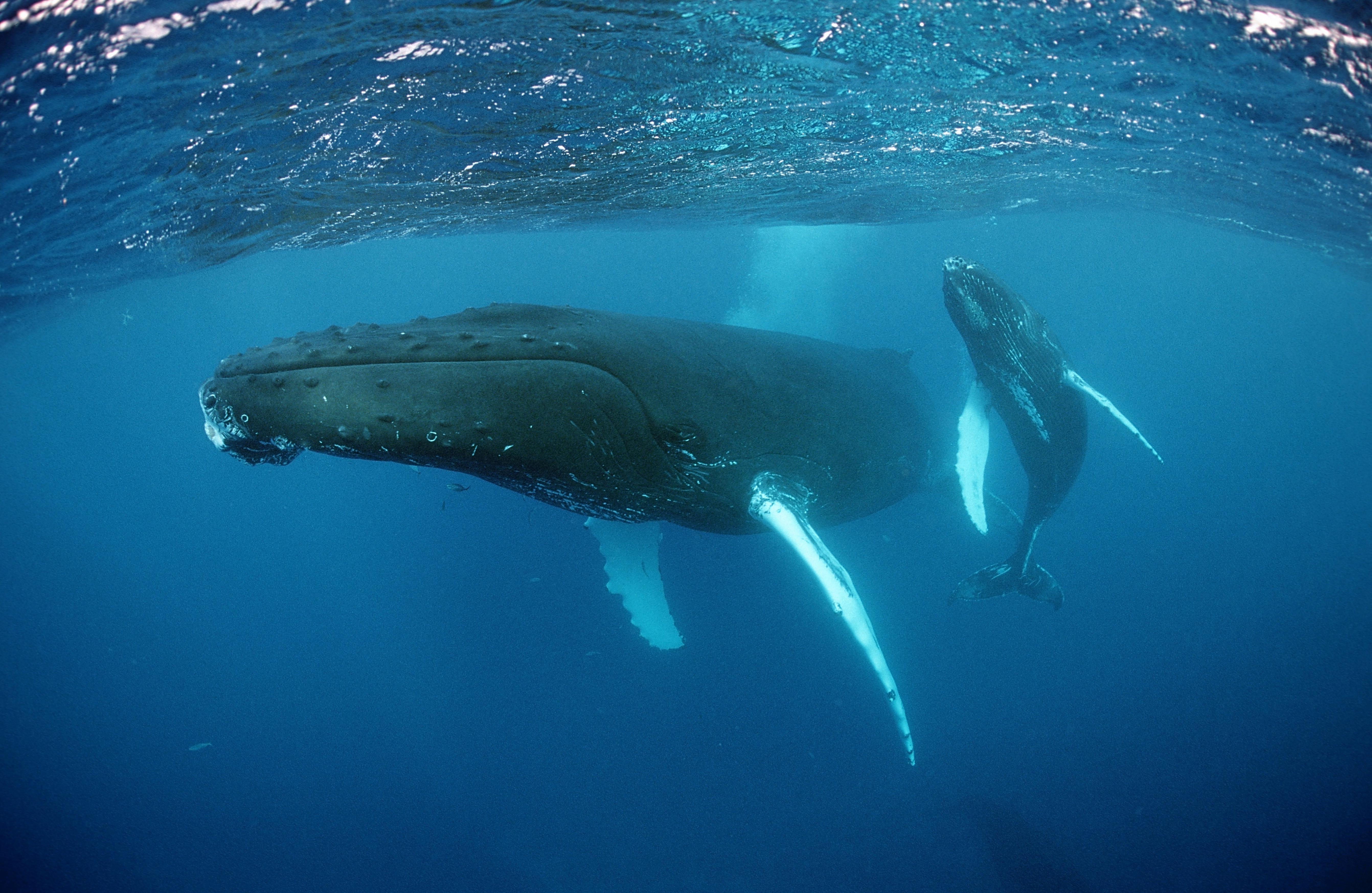 Япония впервые за 30 лет возобновит китобойный промысел