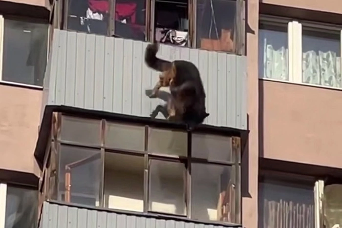 «Что-то ее напугало». Собака выпала с 15 этажа в Подмосковье (ФОТО)