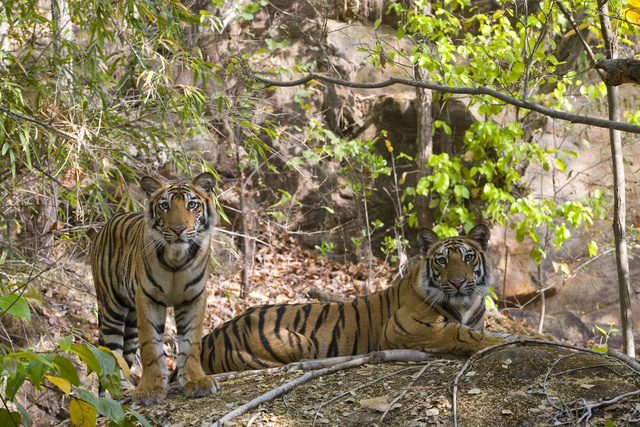 В Индии тигр похитил женщину