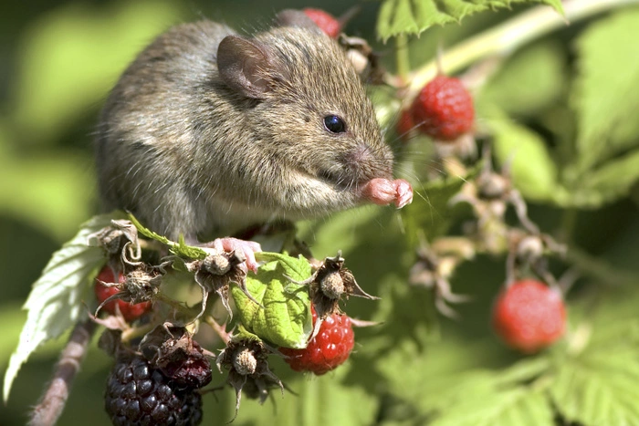 В США вывели самцов мышей без мужской Y-хромосомы